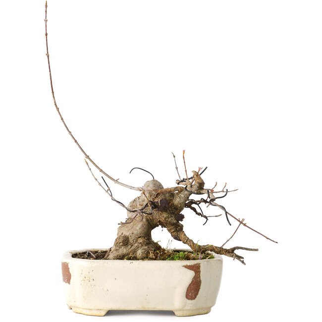 Acer buergerianum, 14 cm, ± 15 jaar oud, met een nebari van 9 cm, in een handgemaakte Japanse pot van Hattori