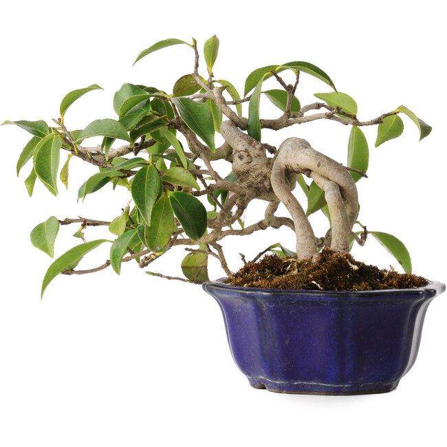 Camellia japonica, 15 cm, ± 20 jaar oud