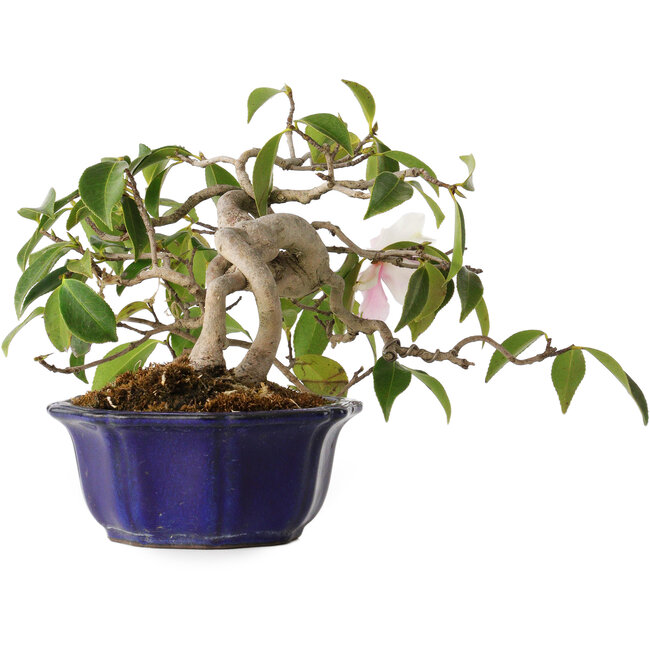 Camellia japonica, 15 cm, ± 20 jaar oud