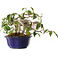 Camellia japonica, 15 cm, ± 20 jaar oud