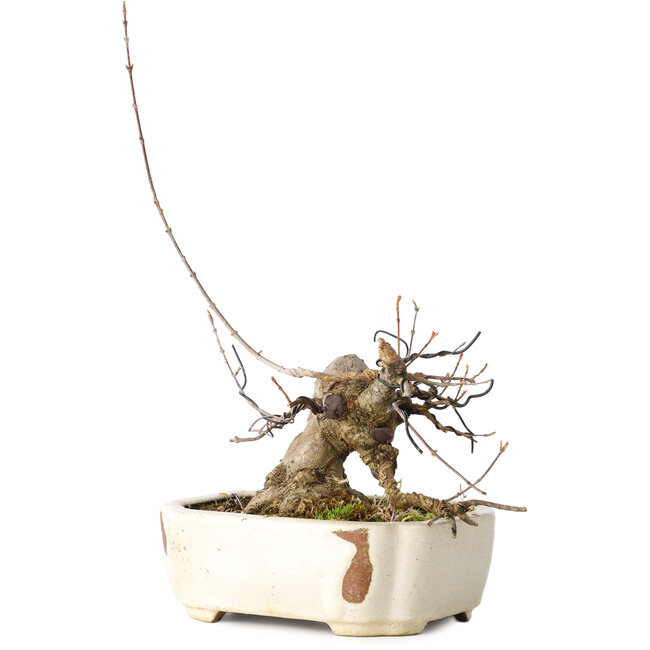 Acer buergerianum, 14 cm, ± 15 años, con un nebari de 9 cm, en una maceta japonesa hecha a mano por Hattori