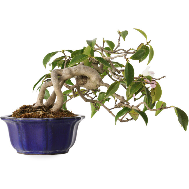 Camellia japonica, 15 cm, ± 20 años