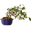 Camellia japonica, 15 cm, ± 20 jaar oud