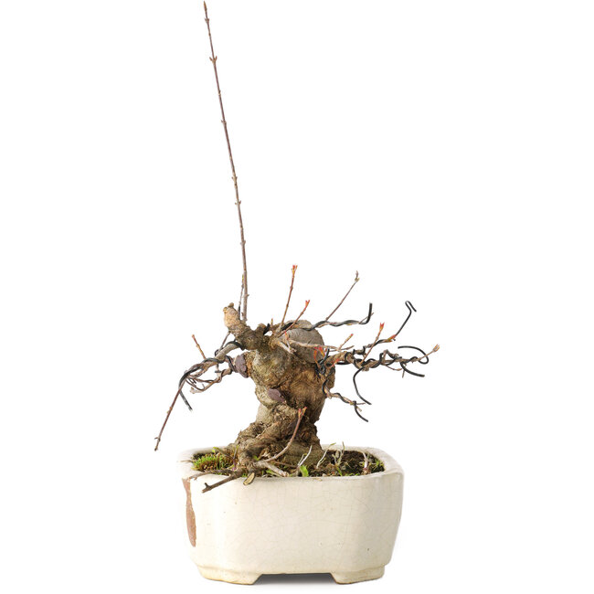 Acer buergerianum, 14 cm, ± 15 años, con un nebari de 9 cm, en una maceta japonesa hecha a mano por Hattori