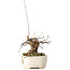 Acer buergerianum, 14 cm, ± 15 jaar oud, met een nebari van 9 cm, in een handgemaakte Japanse pot van Hattori