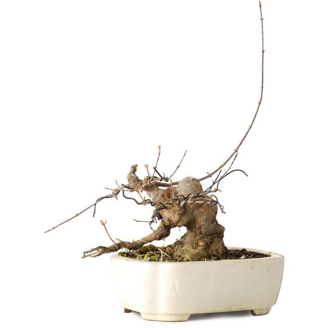 Acer buergerianum, 14 cm, ± 15 Jahre alt, mit einem Nebari von 9 cm, in einem handgefertigten japanischen Topf von Hattori