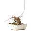 Acer buergerianum, 14 cm, ± 15 jaar oud, met een nebari van 9 cm, in een handgemaakte Japanse pot van Hattori