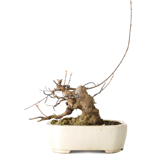 Acer buergerianum, 14 cm, ± 15 years old, with a nebari of 9 cm, in a handmade Japanese pot by Hattori