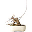 Acer buergerianum, 14 cm, ± 15 jaar oud, met een nebari van 9 cm, in een handgemaakte Japanse pot van Hattori