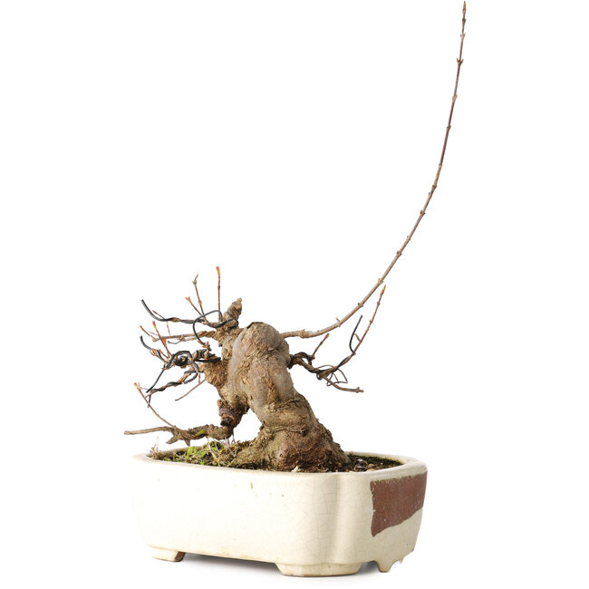 Acer buergerianum, 14 cm, ± 15 anni, con un nebari di 9 cm, in un vaso giapponese fatto a mano da Hattori