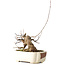 Acer buergerianum, 14 cm, ± 15 years old, with a nebari of 9 cm, in a handmade Japanese pot by Hattori