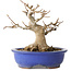 Acer buergerianum, 16 cm, ± 25 jaar oud, met een nebari van 10 cm