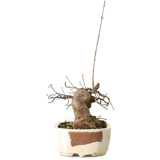 Acer buergerianum, 14 cm, ± 15 años, con un nebari de 9 cm, en una maceta japonesa hecha a mano por Hattori