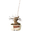 Acer buergerianum, 14 cm, ± 15 jaar oud, met een nebari van 9 cm, in een handgemaakte Japanse pot van Hattori