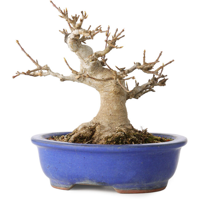 Acer buergerianum, 16 cm, ± 25 Jahre alt, mit einem Nebari von 10 cm