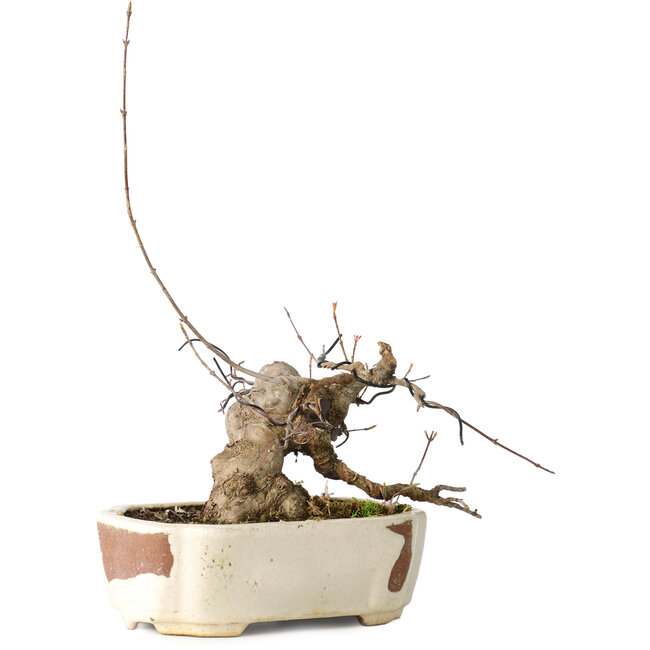 Acer buergerianum, 14 cm, ± 15 years old, with a nebari of 9 cm, in a handmade Japanese pot by Hattori