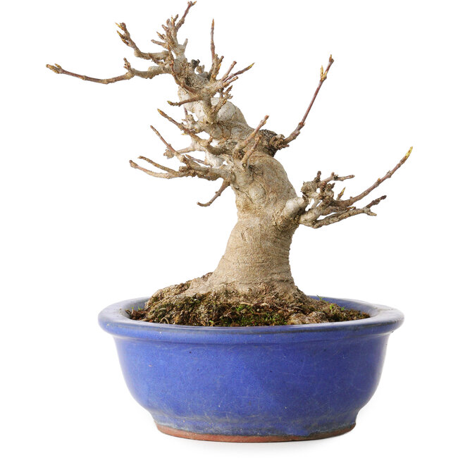 Acer buergerianum, 16 cm, ± 25 years old, with a nebari of 10 cm