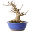 Acer buergerianum, 16 cm, ± 25 jaar oud, met een nebari van 10 cm