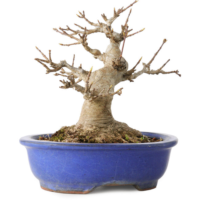 Acer buergerianum, 16 cm, ± 25 years old, with a nebari of 10 cm