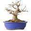 Acer buergerianum, 16 cm, ± 25 jaar oud, met een nebari van 10 cm