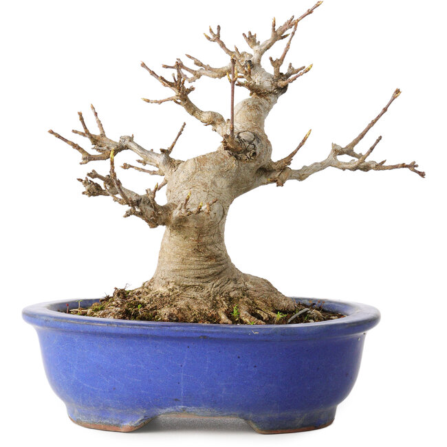 Acer buergerianum, 16 cm, ± 25 ans, avec un nebari de 10 cm