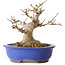 Acer buergerianum, 16 cm, ± 25 jaar oud, met een nebari van 10 cm