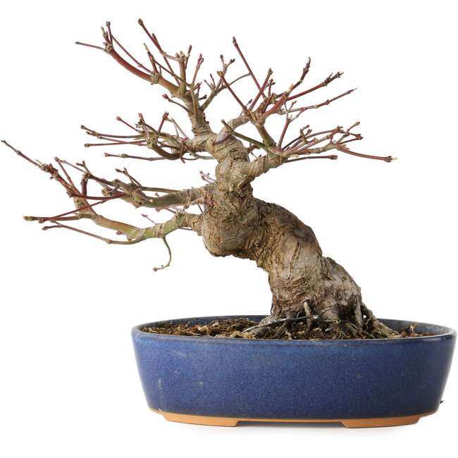 Acer palmatum, 18 cm, ± 25 jaar oud, met een nebari van 7 cm