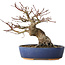Acer palmatum, 18 cm, ± 25 jaar oud, met een nebari van 7 cm