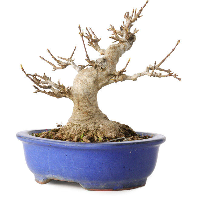 Acer buergerianum, 16 cm, ± 25 jaar oud, met een nebari van 10 cm