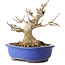 Acer buergerianum, 16 cm, ± 25 jaar oud, met een nebari van 10 cm