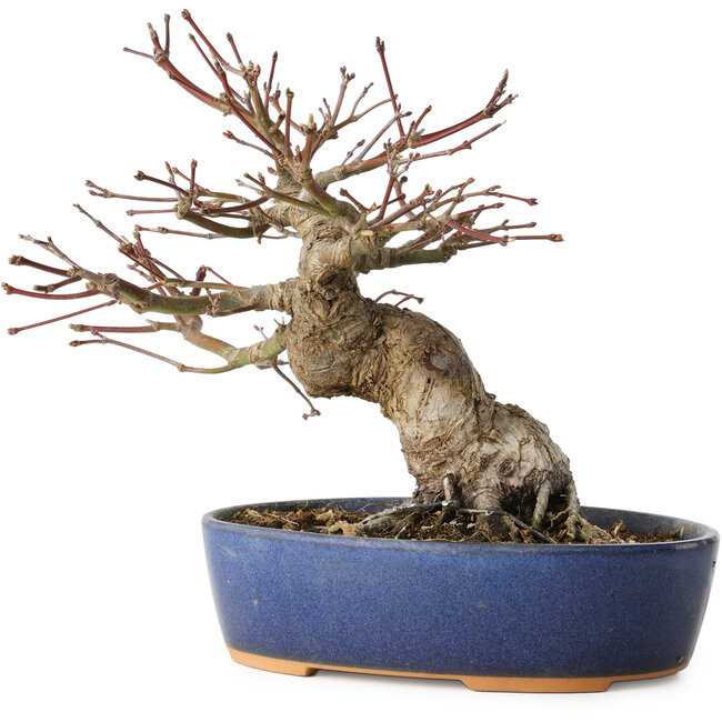 Acer palmatum, 18 cm, ± 25 anni, con un nebari di 7 cm