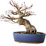 Acer palmatum, 18 cm, ± 25 jaar oud, met een nebari van 7 cm