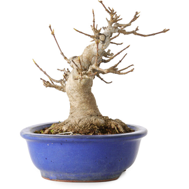 Acer buergerianum, 16 cm, ± 25 años, con un nebari de 10 cm