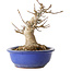 Acer buergerianum, 16 cm, ± 25 jaar oud, met een nebari van 10 cm
