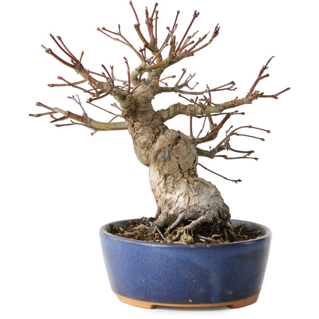 Acer palmatum, 18 cm, ± 25 years old, with a nebari of 7 cm