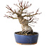 Acer palmatum, 18 cm, ± 25 jaar oud, met een nebari van 7 cm