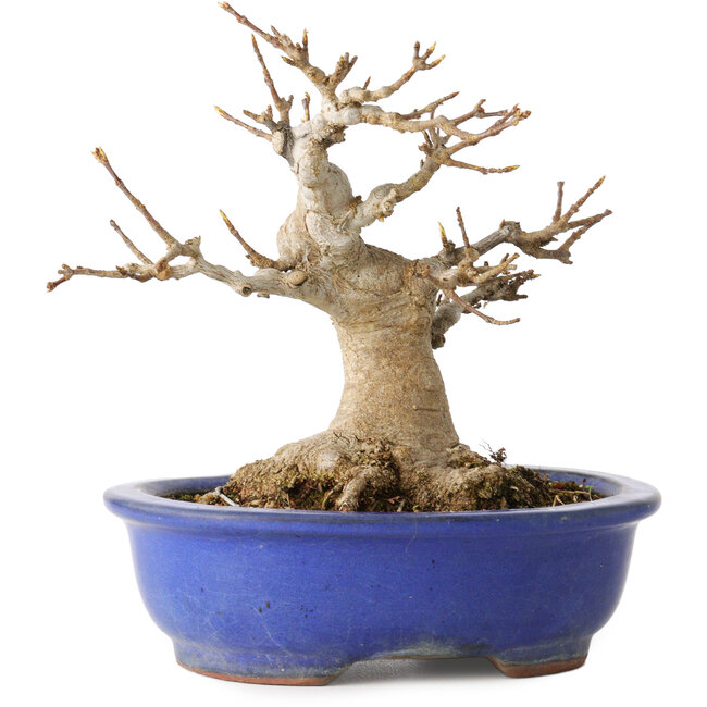 Acer buergerianum, 16 cm, ± 25 Jahre alt, mit einem Nebari von 10 cm