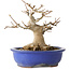 Acer buergerianum, 16 cm, ± 25 jaar oud, met een nebari van 10 cm