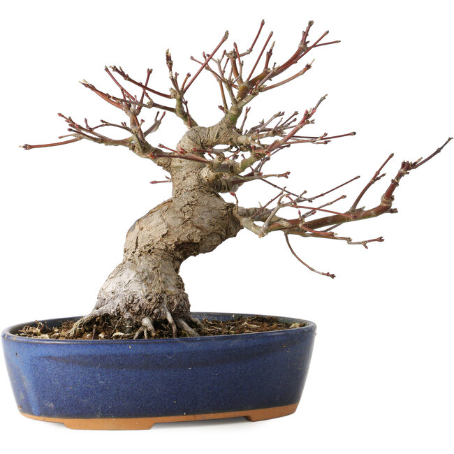 Acer palmatum, 18 cm, ± 25 ans, avec un nebari de 7 cm