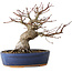 Acer palmatum, 18 cm, ± 25 jaar oud, met een nebari van 7 cm