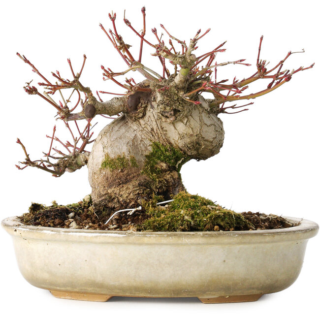 Acer palmatum, 15 cm, ± 25 jaar oud