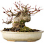 Acer palmatum, 15 cm, ± 25 jaar oud
