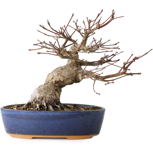 Acer palmatum, 18 cm, ± 25 años, con un nebari de 7 cm