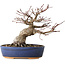 Acer palmatum, 18 cm, ± 25 jaar oud, met een nebari van 7 cm