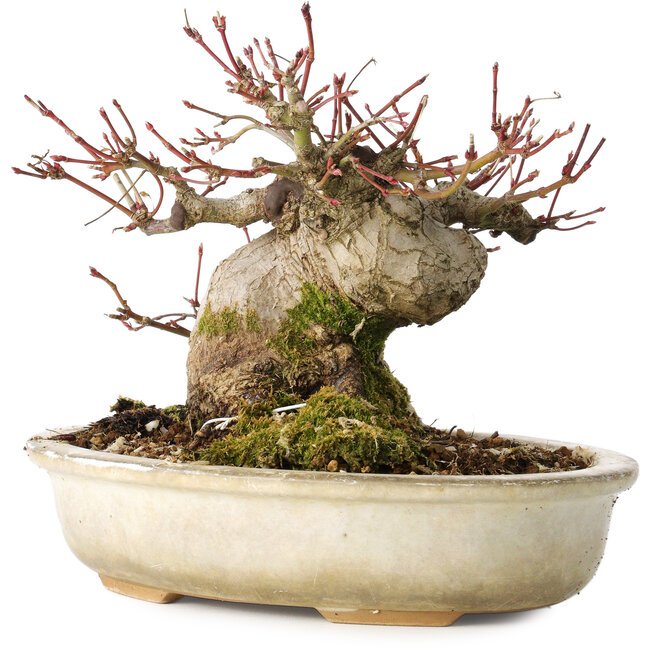 Acer palmatum, 15 cm, ± 25 ans