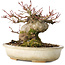 Acer palmatum, 15 cm, ± 25 jaar oud