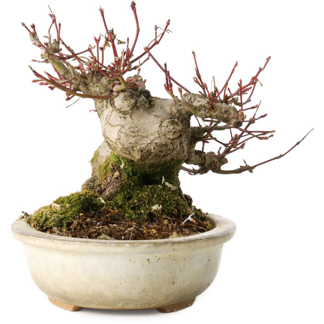 Acer palmatum, 15 cm, ± 25 Jahre alt