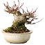 Acer palmatum, 15 cm, ± 25 jaar oud