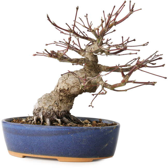 Acer palmatum, 18 cm, ± 25 ans, avec un nebari de 7 cm