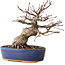 Acer palmatum, 18 cm, ± 25 jaar oud, met een nebari van 7 cm